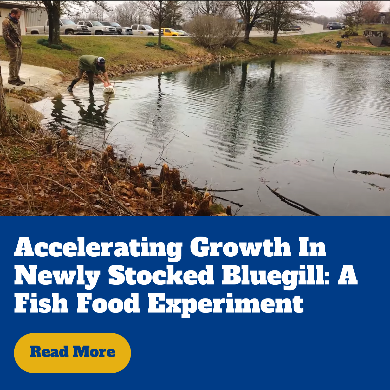 Accelerating growth in newly stocked bluegill: a fish food experiment